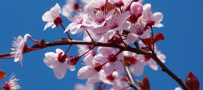 almond-blossom-5378_1280