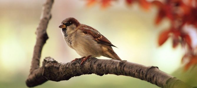sparrow-9950_1280